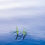 Keeping Your Water Clear